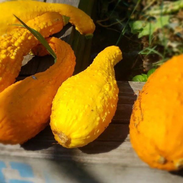 Early Summer Crookneck Squash Seed