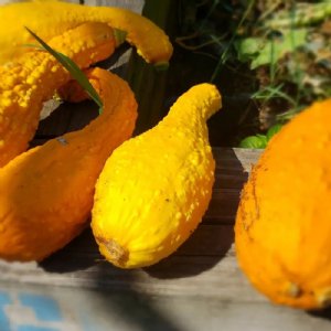 Early Summer Crookneck Squash Seed