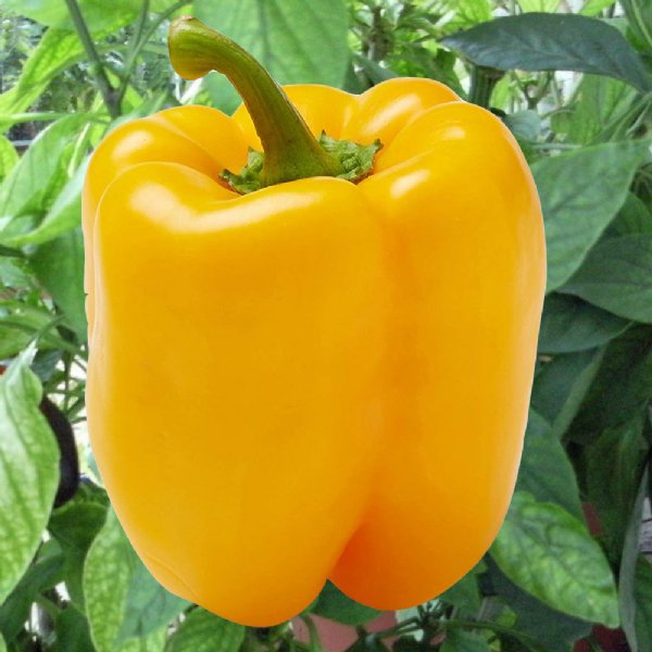 Early Sunsation Pepper Seed