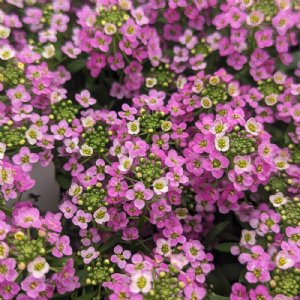 Easter Bonnet Deep Pink Alyssum Seed