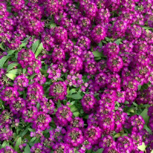 Easter Bonnet Deep Rose Alyssum Seed