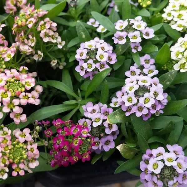 Easter Bonnet Formula Mix Alyssum Seed