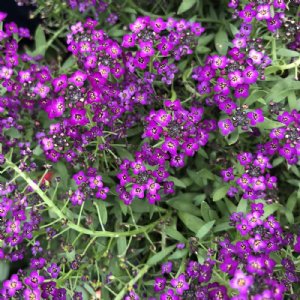 Easter Bonnet Violet Alyssum Seed