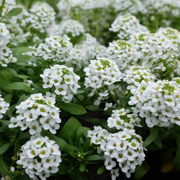 Easter Bonnet White Alyssum Seed