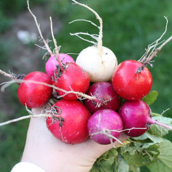 Easter Egg II Radish Seed