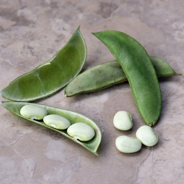 Eastland Lima Bean Seed