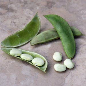 Eastland Lima Bean Seed