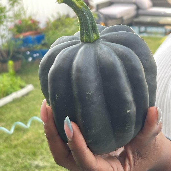 Ebony Acorn Squash Seed