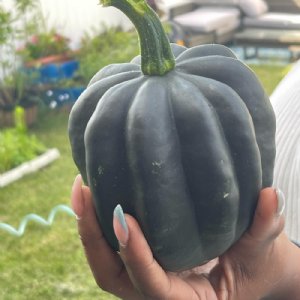 Ebony Acorn Squash Seed