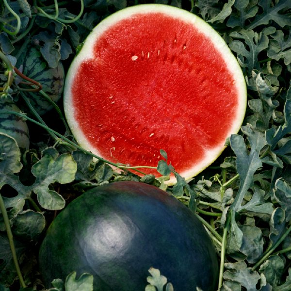 Eclipse Watermelon Seed