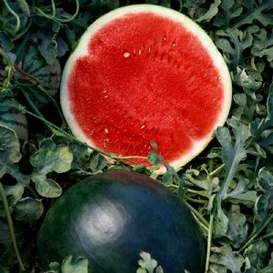 Eclipse Watermelon Seed