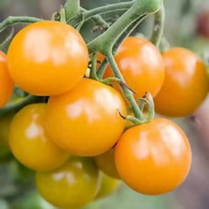 Egg Yolk Tomato Seeds