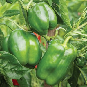 Emerald Giant Pepper Seed