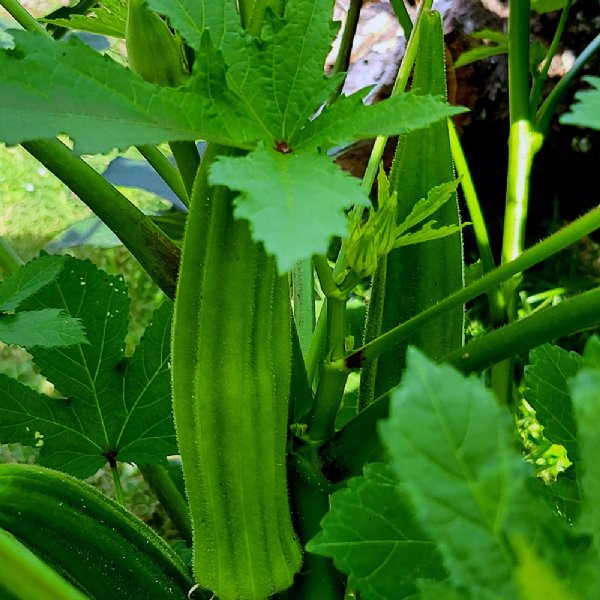 Emerald Okra Seed