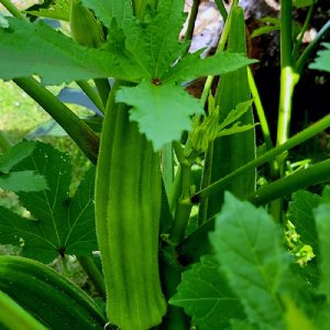 Emerald Okra Seed