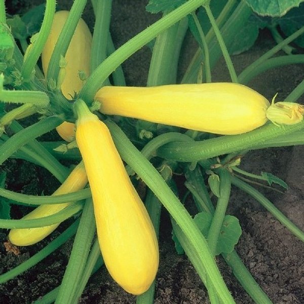 Enterprise Zucchini Squash Seed