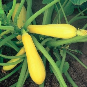 Enterprise Zucchini Squash Seed