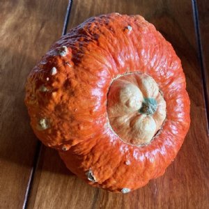 Essex Red Hubbard Squash Seed