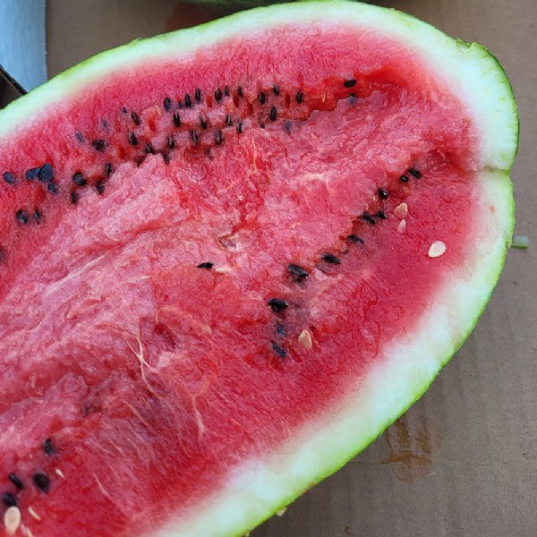 Estrella Watermelon Seed