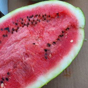 Estrella Watermelon Seed