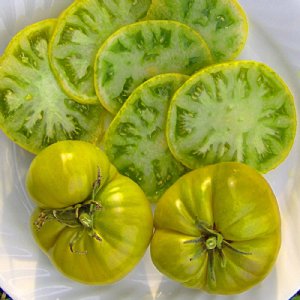 Evergreen Tomato Seeds