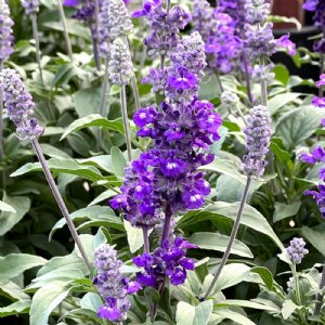 Evolution Violet Salvia Seed