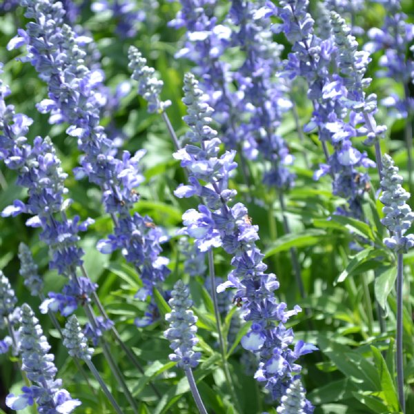 Fairy Queen Blue Salvia