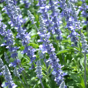 Fairy Queen Blue Salvia