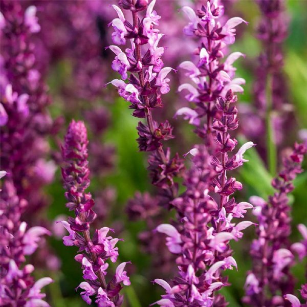 Fairy Queen Rose Salvia