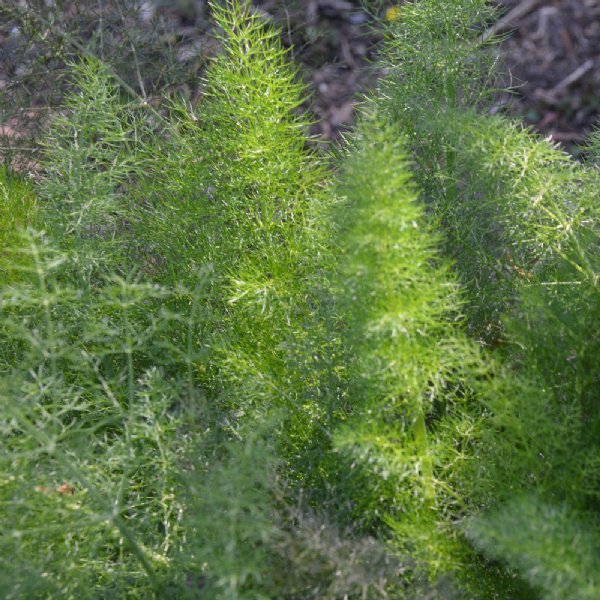 Fennel Florence Seed