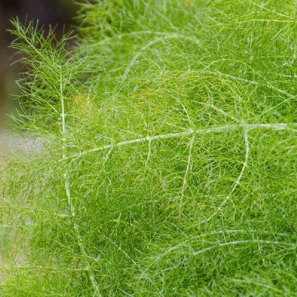 Fennel Sweet Seed