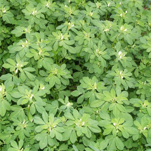 Fenugreek Seed