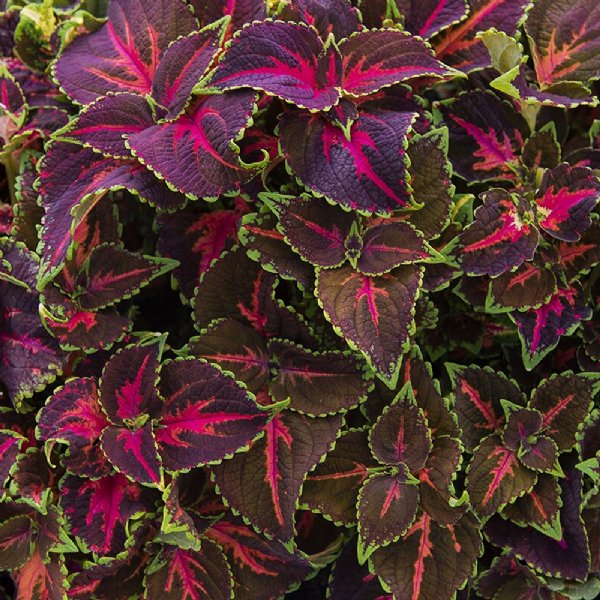 Festive Dance Coleus Seed