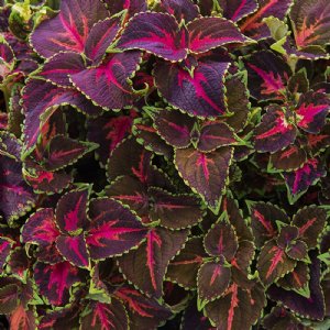 Festive Dance Coleus Seed