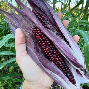 Fiesta Ornamental Corn Seed