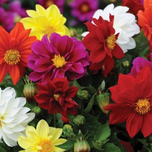 Figaro Mix Dahlia Seed