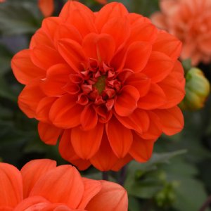 Figaro Orange Shades Dahlia Seed