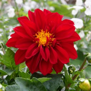 Figaro Red Shades Dahlia Seed