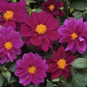 Figaro Violet Shades Dahlia Seed