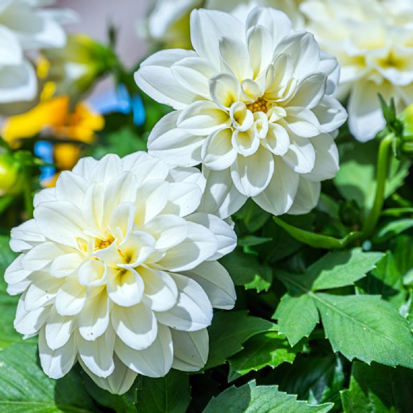 Figaro White Dahlia Seed