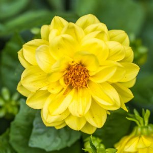 Figaro Yellow Shades Dahlia Seed