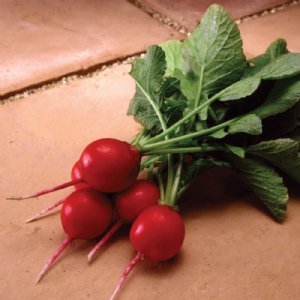 Fireball Radish Seed