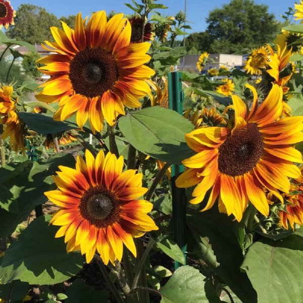 Firecracker Sunflower Seeds