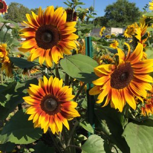 Firecracker Sunflower Seeds