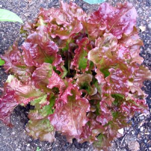 Flame Lettuce Seed