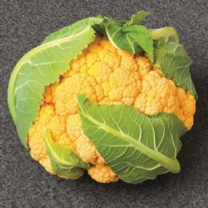 Flame Star Cauliflower Seed