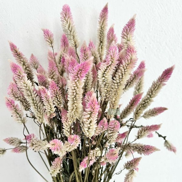 Flamingo Feathers Pink & White Bicolor Celosia Seed