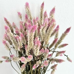 Flamingo Feathers Pink & White Bicolor Celosia Seed