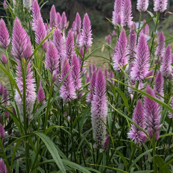 Flamingo Feathers Purple Celosia Seed