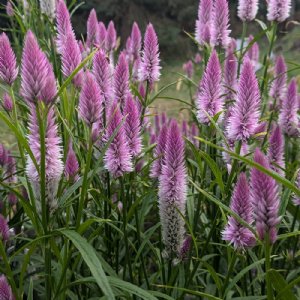 Flamingo Feathers Purple Celosia Seed